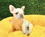 Small Photo #2 French Bulldog Puppy For Sale in BEAVERTON, OR, USA