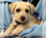 Small Photo #1 ShiChi Puppy For Sale in Wakefield, RI, USA