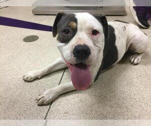 American Pit Bull Terrier Dogs for adoption in Riverside, CA, USA