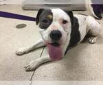 Small American Pit Bull Terrier