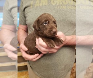 Labrador Retriever Puppy for sale in WEAVERVILLE, NC, USA