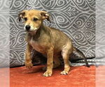 Small #2 Mutt