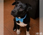 Small Labrador Retriever-Retriever  Mix