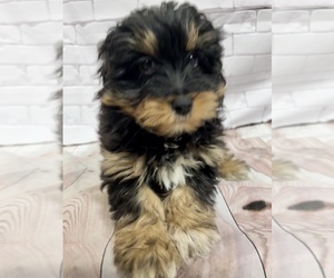 Aussiedoodle Puppy for sale in SOUTH ORANGE, NJ, USA