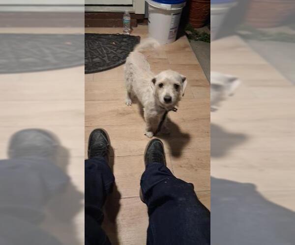 Medium Photo #1 Mutt Puppy For Sale in San Antonio, TX, USA