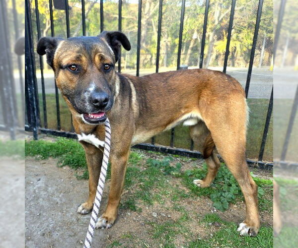 Medium Photo #2 Akita-German Shepherd Dog Mix Puppy For Sale in Long Beach, CA, USA