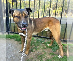 *GIBSON - Male Akita-German Shepherd Dog Mix Dog for Adoption - Photo #2