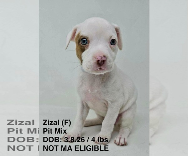 Medium Photo #4 Mutt Puppy For Sale in pomfret, CT, USA