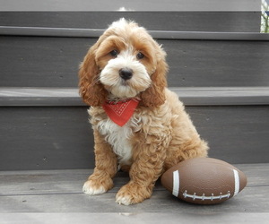 Cockapoo Puppy for sale in MILLERSBURG, OH, USA