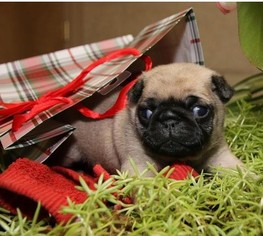 Pug Puppy for sale in LEESBURG, FL, USA