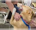 Small #7 American Staffordshire Terrier-Labrador Retriever Mix