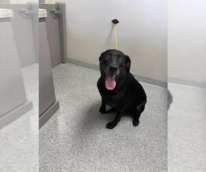 Labrador Retriever-Unknown Mix Dogs for adoption in Pasadena, TX, USA