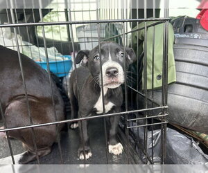 American Pit Bull Terrier-Unknown Mix Dogs for adoption in Ocala, FL, USA