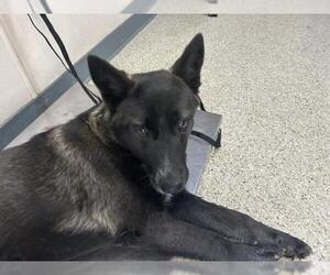 German Shepherd Dog-Unknown Mix Dogs for adoption in Visalia, CA, USA
