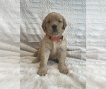 Small Photo #31 Golden Retriever Puppy For Sale in IRWIN, PA, USA