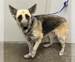 Small German Shepherd Dog