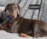 Small #2 Doberman Pinscher