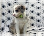 Small Photo #10 Aussiedoodle Miniature  Puppy For Sale in LAKELAND, FL, USA