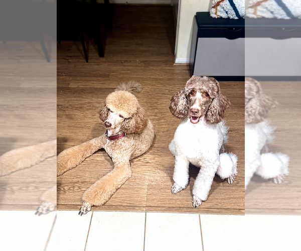 Medium Photo #1 Double Doodle Puppy For Sale in OKLAHOMA CITY, OK, USA