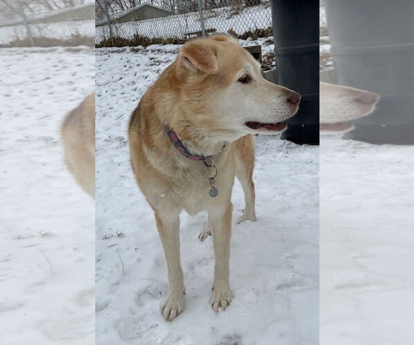 Medium Photo #4 Alaskan Malamute-German Shepherd Dog Mix Puppy For Sale in Techny, IL, USA