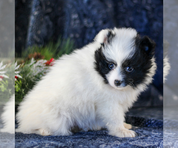 Medium Photo #4 Pomeranian Puppy For Sale in MANHEIM, PA, USA