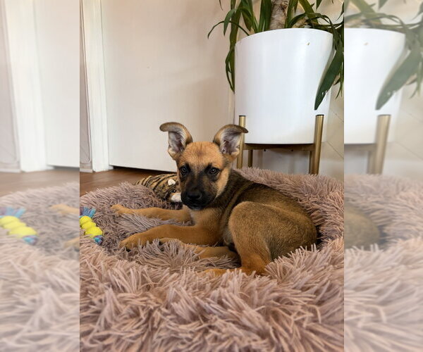 Medium Photo #3 Mutt Puppy For Sale in Dana Point, CA, USA