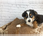 Small Photo #10 Miniature Australian Shepherd Puppy For Sale in COLLEGE STA, TX, USA