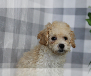 Bichpoo Puppy for sale in MARIETTA, GA, USA
