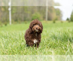 Small Photo #9 Goldendoodle-Poodle (Miniature) Mix Puppy For Sale in WARSAW, IN, USA