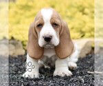 Image preview for Ad Listing. Nickname: Lani
