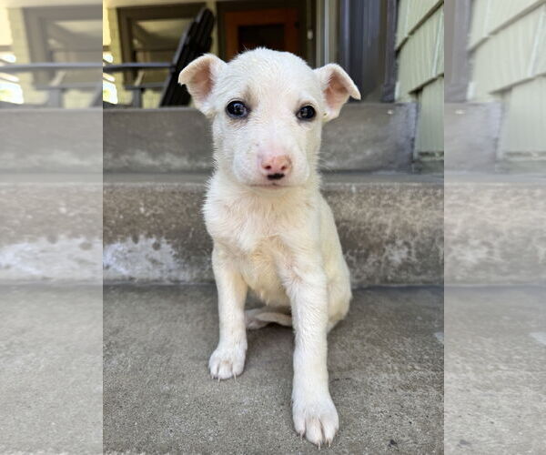 Medium Photo #3 Mutt Puppy For Sale in Marina Del Rey, CA, USA