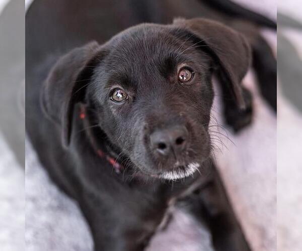 Medium Photo #5 Mutt Puppy For Sale in San Diego, CA, USA