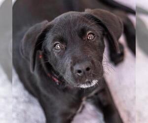 Dancer Pup - Jive - Female Mutt Dog for Adoption - Photo #5