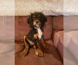Cocker Spaniel Puppy for sale in HENDERSON, KY, USA