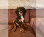 Small Photo #1 Cocker Spaniel Puppy For Sale in HENDERSON, KY, USA