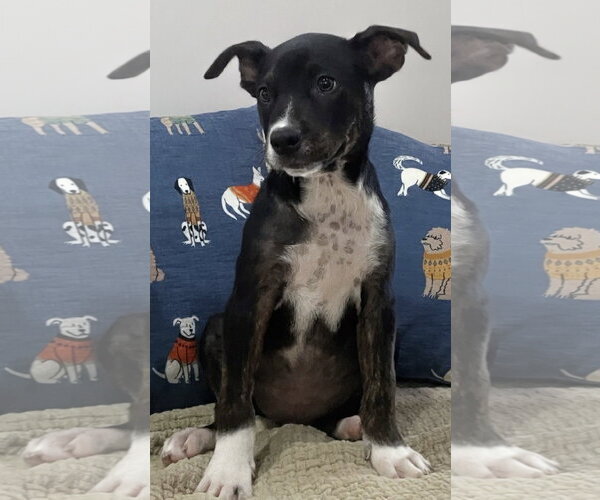 Medium Photo #2 Border Collie Puppy For Sale in Southbury, CT, USA