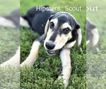 Small #1 Coonhound-Golden Retriever Mix