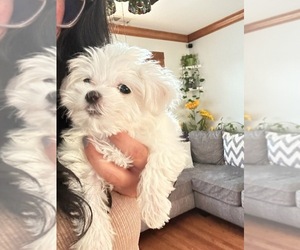 Maltese Dog for Adoption in MAYWOOD, Illinois USA