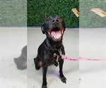 Small #2 Labrador Retriever Mix