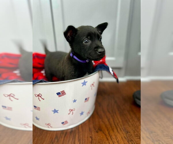 Medium Photo #3 Mutt Puppy For Sale in Imlay City, MI, USA