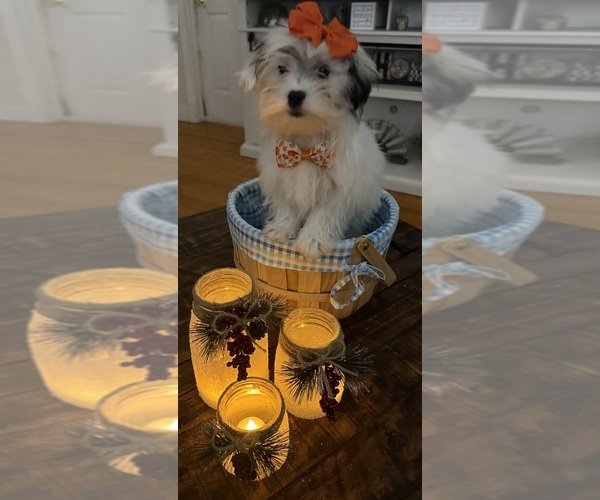 Medium Photo #23 Shih-Poo Puppy For Sale in DINWIDDIE, VA, USA