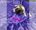 Small #1 Schweenie