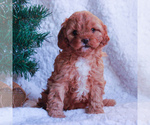 Small Photo #1 Cavapoo Puppy For Sale in GAP, PA, USA