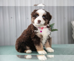 Puppy Shelly Australian Shepherd