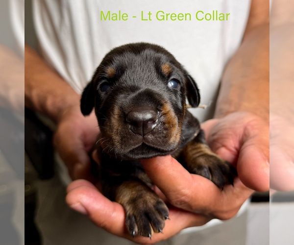 Medium Photo #18 Doberman Pinscher Puppy For Sale in LAKELAND, FL, USA