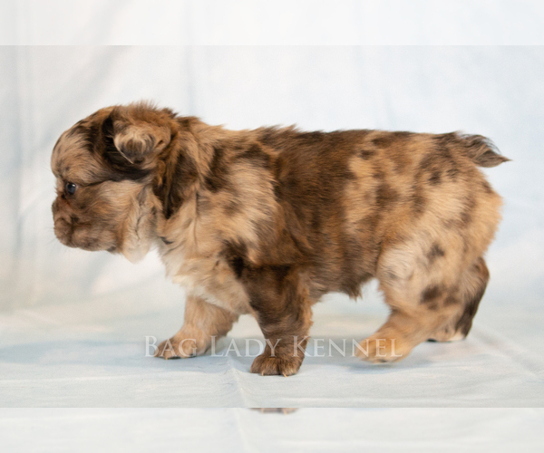 Medium Photo #4 French Bulldog Puppy For Sale in DESERT HOT SPRINGS, CA, USA