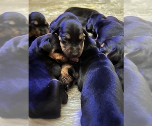 Doberman Pinscher Puppy for sale in AUSTIN, TX, USA