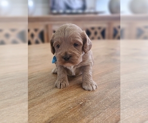 Cock-A-Poo Puppy for sale in GULF SHORES, AL, USA