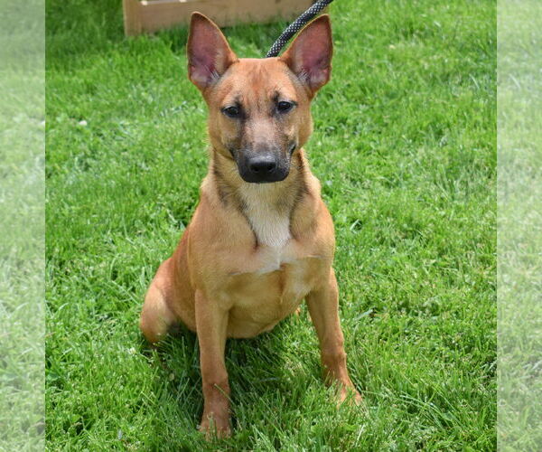 Medium Photo #4 German Shepherd Dog-Unknown Mix Puppy For Sale in Huntley, IL, USA