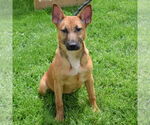 Small #3 German Shepherd Dog Mix